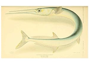 Seller image for Reproduccin/Reproduction 6124680898: Fishes of the Bahama Islands Baltimore :The Geographical Society of Baltimore,1905 for sale by EL BOLETIN