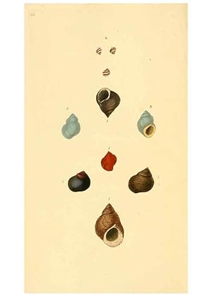 Seller image for Reproduccin/Reproduction 6126634765: The natural history of British shells. v.1-3. London :Printed for the Author, and for F.C. and J. Rivington, by Bye and Law,1800-1804 for sale by EL BOLETIN