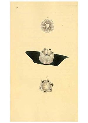 Seller image for Reproduccin/Reproduction 6126640713: The natural history of British shells. v.1-3. London :Printed for the Author, and for F.C. and J. Rivington, by Bye and Law,1800-1804 for sale by EL BOLETIN