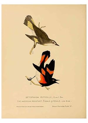 Imagen del vendedor de Reproduccin/Reproduction 6306136298: Bright feathers Auburn, N.Y. :The author,1880-82 a la venta por EL BOLETIN