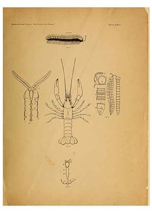 Immagine del venditore per Reproduccin/Reproduction 6124831806: The cave fauna of North America Washington,National Academy of Sciences,1888 venduto da EL BOLETIN