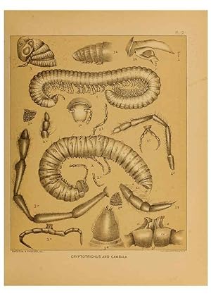 Immagine del venditore per Reproduccin/Reproduction 6124827086: The cave fauna of North America Washington,National Academy of Sciences,1888 venduto da EL BOLETIN