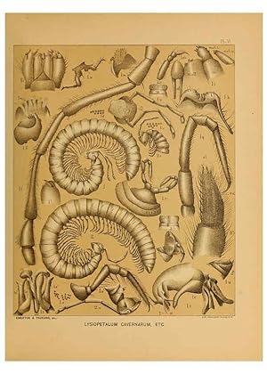 Immagine del venditore per Reproduccin/Reproduction 6124825992: The cave fauna of North America Washington,National Academy of Sciences,1888 venduto da EL BOLETIN
