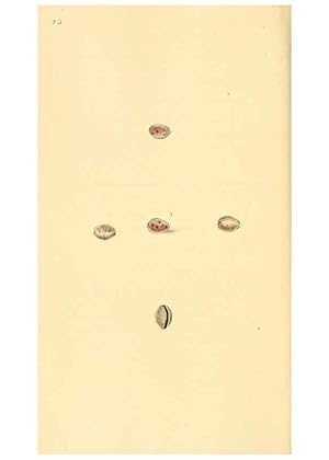 Seller image for Reproduccin/Reproduction 6127183796: The natural history of British shells. v.1-3. London :Printed for the Author, and for F.C. and J. Rivington, by Bye and Law,1800-1804 for sale by EL BOLETIN