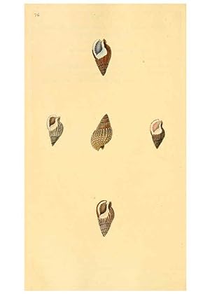 Seller image for Reproduccin/Reproduction 6127192368: The natural history of British shells. v.1-3. London :Printed for the Author, and for F.C. and J. Rivington, by Bye and Law,1800-1804 for sale by EL BOLETIN