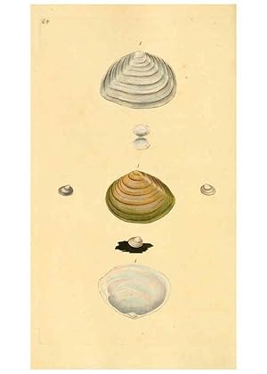 Seller image for Reproduccin/Reproduction 6127189282: The natural history of British shells. v.1-3. London :Printed for the Author, and for F.C. and J. Rivington, by Bye and Law,1800-1804 for sale by EL BOLETIN