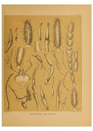 Imagen del vendedor de Reproduccin/Reproduction 6124288999: The cave fauna of North America Washington,National Academy of Sciences,1888 a la venta por EL BOLETIN