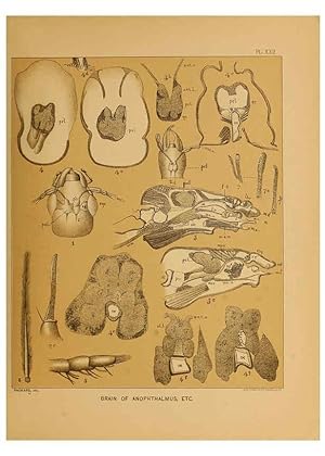 Immagine del venditore per Reproduccin/Reproduction 6124289741: The cave fauna of North America Washington,National Academy of Sciences,1888 venduto da EL BOLETIN