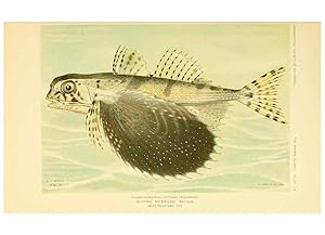 Immagine del venditore per Reproduccin/Reproduction 6124682610: Fishes of the Bahama Islands Baltimore :The Geographical Society of Baltimore,1905 venduto da EL BOLETIN