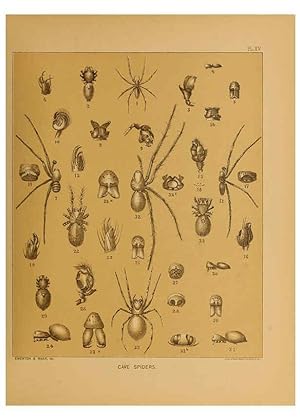 Immagine del venditore per Reproduccin/Reproduction 6124828678: The cave fauna of North America Washington,National Academy of Sciences,1888 venduto da EL BOLETIN