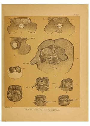 Immagine del venditore per Reproduccin/Reproduction 6124290441: The cave fauna of North America Washington,National Academy of Sciences,1888 venduto da EL BOLETIN