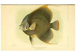 Seller image for Reproduccin/Reproduction 6124141365: Fishes of the Bahama Islands Baltimore :The Geographical Society of Baltimore,1905 for sale by EL BOLETIN