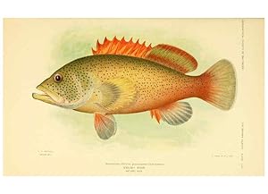 Immagine del venditore per Reproduccin/Reproduction 6124682162: Fishes of the Bahama Islands Baltimore :The Geographical Society of Baltimore,1905 venduto da EL BOLETIN