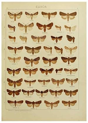 Seller image for Reproduccin/Reproduction 6119678965: The Macrolepidoptera of the world. v.3. plates Stuttgart,Seitzschen (Kernen),1906-1933 for sale by EL BOLETIN