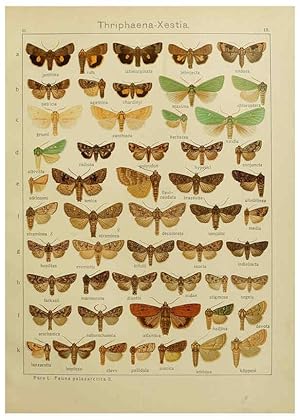 Seller image for Reproduccin/Reproduction 6119680773: The Macrolepidoptera of the world. v.3. plates Stuttgart,Seitzschen (Kernen),1906-1933 for sale by EL BOLETIN