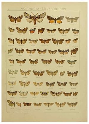 Seller image for Reproduccin/Reproduction 6120222162: The Macrolepidoptera of the world. v.3. plates Stuttgart,Seitzschen (Kernen),1906-1933 for sale by EL BOLETIN