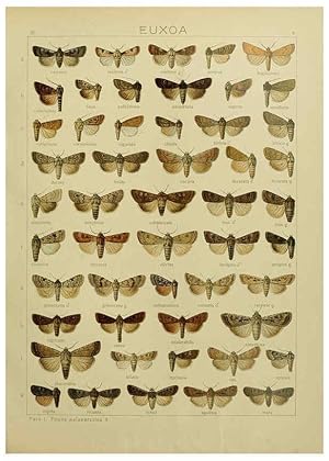 Image du vendeur pour Reproduccin/Reproduction 6119679133: The Macrolepidoptera of the world. v.3. plates Stuttgart,Seitzschen (Kernen),1906-1933 mis en vente par EL BOLETIN