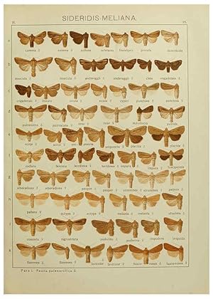 Image du vendeur pour Reproduccin/Reproduction 6120225976: The Macrolepidoptera of the world. v.3. plates Stuttgart,Seitzschen (Kernen),1906-1933 mis en vente par EL BOLETIN