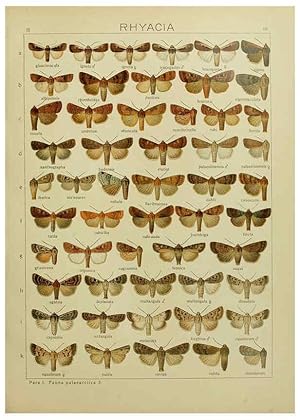 Seller image for Reproduccin/Reproduction 6120223280: The Macrolepidoptera of the world. v.3. plates Stuttgart,Seitzschen (Kernen),1906-1933 for sale by EL BOLETIN