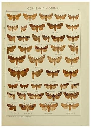 Image du vendeur pour Reproduccin/Reproduction 6119681731: The Macrolepidoptera of the world. v.3. plates Stuttgart,Seitzschen (Kernen),1906-1933 mis en vente par EL BOLETIN