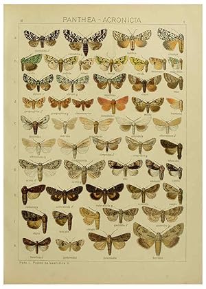 Seller image for Reproduccin/Reproduction 6120221836: The Macrolepidoptera of the world. v.3. plates Stuttgart,Seitzschen (Kernen),1906-1933 for sale by EL BOLETIN