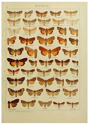 Seller image for Reproduccin/Reproduction 6119679657: The Macrolepidoptera of the world. v.3. plates Stuttgart,Seitzschen (Kernen),1906-1933 for sale by EL BOLETIN