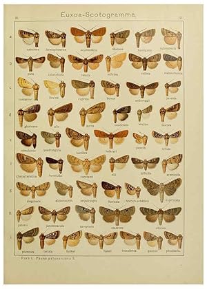 Image du vendeur pour Reproduccin/Reproduction 6120223626: The Macrolepidoptera of the world. v.3. plates Stuttgart,Seitzschen (Kernen),1906-1933 mis en vente par EL BOLETIN