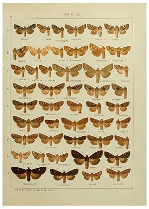 Seller image for Reproduccin/Reproduction 6119680989: The Macrolepidoptera of the world. v.3. plates Stuttgart,Seitzschen (Kernen),1906-1933 for sale by EL BOLETIN