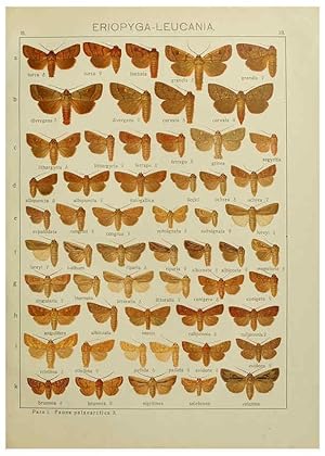 Image du vendeur pour Reproduccin/Reproduction 6120225564: The Macrolepidoptera of the world. v.3. plates Stuttgart,Seitzschen (Kernen),1906-1933 mis en vente par EL BOLETIN