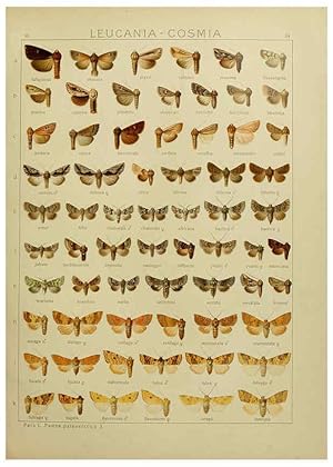 Image du vendeur pour Reproduccin/Reproduction 6119682225: The Macrolepidoptera of the world. v.3. plates Stuttgart,Seitzschen (Kernen),1906-1933 mis en vente par EL BOLETIN