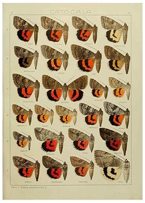 Image du vendeur pour Reproduccin/Reproduction 6119688075: The Macrolepidoptera of the world. v.3. plates Stuttgart,Seitzschen (Kernen),1906-1933 mis en vente par EL BOLETIN