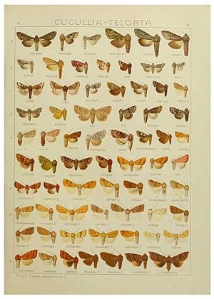 Image du vendeur pour Reproduccin/Reproduction 6120226536: The Macrolepidoptera of the world. v.3. plates Stuttgart,Seitzschen (Kernen),1906-1933 mis en vente par EL BOLETIN