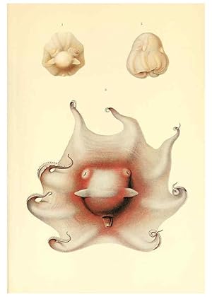 Bild des Verkufers fr Reproduccin/Reproduction 6139739403: The Cephalopod. atlas Jerusalem :Israel Program for Scientific Translations ; Springfield, Va. : available from the U. S. National Technical Information Service,1975 zum Verkauf von EL BOLETIN