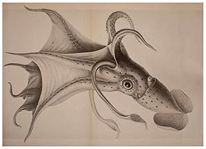 Bild des Verkufers fr Reproduccin/Reproduction 6140275594: The Cephalopod. atlas Jerusalem :Israel Program for Scientific Translations ; Springfield, Va. : available from the U. S. National Technical Information Service,1975 zum Verkauf von EL BOLETIN