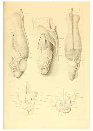 Bild des Verkufers fr Reproduccin/Reproduction 6139725369: The Cephalopod. atlas Jerusalem :Israel Program for Scientific Translations ; Springfield, Va. : available from the U. S. National Technical Information Service,1975 zum Verkauf von EL BOLETIN