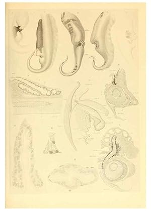 Bild des Verkufers fr Reproduccin/Reproduction 6140274218: The Cephalopod. atlas Jerusalem :Israel Program for Scientific Translations ; Springfield, Va. : available from the U. S. National Technical Information Service,1975 zum Verkauf von EL BOLETIN