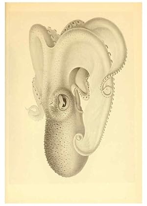 Bild des Verkufers fr Reproduccin/Reproduction 6139735731: The Cephalopod. atlas Jerusalem :Israel Program for Scientific Translations ; Springfield, Va. : available from the U. S. National Technical Information Service,1975 zum Verkauf von EL BOLETIN