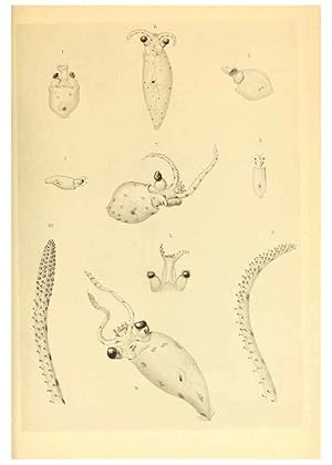 Bild des Verkufers fr Reproduccin/Reproduction 6139732383: The Cephalopod. atlas Jerusalem :Israel Program for Scientific Translations ; Springfield, Va. : available from the U. S. National Technical Information Service,1975 zum Verkauf von EL BOLETIN