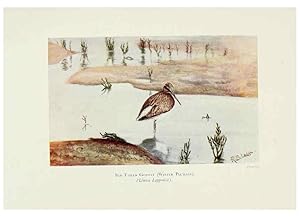 Bild des Verkufers fr Reproduccin/Reproduction 6127322876: Pictures of bird life London :S. H. Bousfield,1903 zum Verkauf von EL BOLETIN
