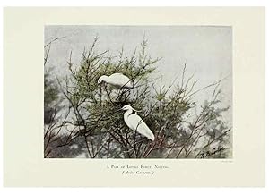 Bild des Verkufers fr Reproduccin/Reproduction 6127324078: Pictures of bird life London :S. H. Bousfield,1903 zum Verkauf von EL BOLETIN