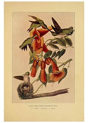 Seller image for Reproduccin/Reproduction 6130155300: Everyday birds Boston,Houghton, Mifflin and Company,1901 for sale by EL BOLETIN