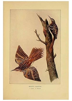 Seller image for Reproduccin/Reproduction 6130154314: Everyday birds Boston,Houghton, Mifflin and Company,1901 for sale by EL BOLETIN