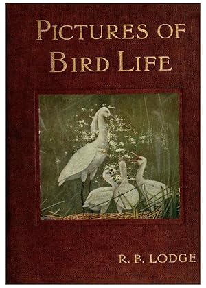 Bild des Verkufers fr Reproduccin/Reproduction 6126774691: Pictures of bird life London :S. H. Bousfield,1903 zum Verkauf von EL BOLETIN