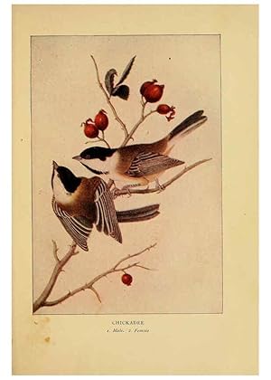 Imagen del vendedor de Reproduccin/Reproduction 6129604493: Everyday birds Boston,Houghton, Mifflin and Company,1901 a la venta por EL BOLETIN