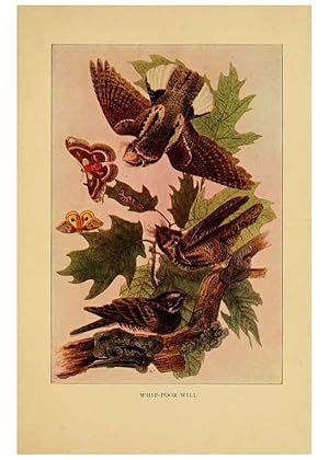 Imagen del vendedor de Reproduccin/Reproduction 6130155620: Everyday birds Boston,Houghton, Mifflin and Company,1901 a la venta por EL BOLETIN
