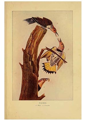 Imagen del vendedor de Reproduccin/Reproduction 6130155842: Everyday birds Boston,Houghton, Mifflin and Company,1901 a la venta por EL BOLETIN