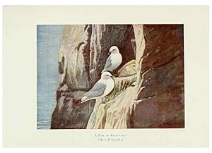 Bild des Verkufers fr Reproduccin/Reproduction 6127323202: Pictures of bird life London :S. H. Bousfield,1903 zum Verkauf von EL BOLETIN