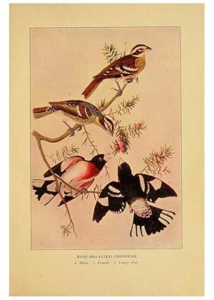 Imagen del vendedor de Reproduccin/Reproduction 6130155158: Everyday birds Boston,Houghton, Mifflin and Company,1901 a la venta por EL BOLETIN