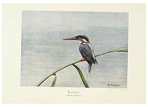 Bild des Verkufers fr Reproduccin/Reproduction 6127321970: Pictures of bird life London :S. H. Bousfield,1903 zum Verkauf von EL BOLETIN
