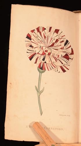 Bild des Verkufers fr A Concise and Practical Treatise on the Growth and Culture of the Carnation, Pink, Auricula, Polyanthus, Ranunculus, Tulip, and Other Flowers zum Verkauf von Rooke Books PBFA